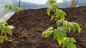 Рассада помидор, Сгорели помидоры от жары