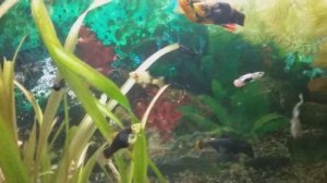 Ерошение чешуи у пецилии