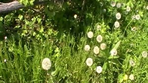 Одуванчики. Очень красиво. Видео футажи. Скачать бесплатно. Смотрите. Dandelions. Very nice. See.