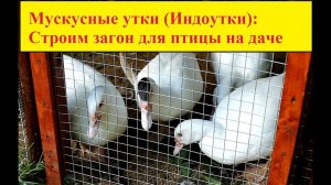 Мускусные утки (индоутки): Строим загон для птицы на даче