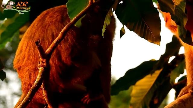 SUPPER Break Heart ! Gino Cry near milk kidnapper| What reason Why Brinn not allow Gino back to mom смотреть онлайн