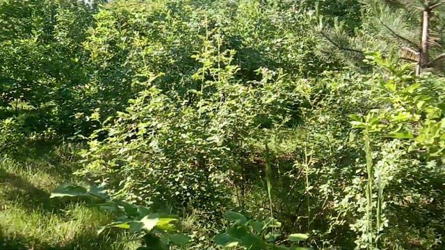 Вознесение Господне: с добрым утром всех! смотреть онлайн