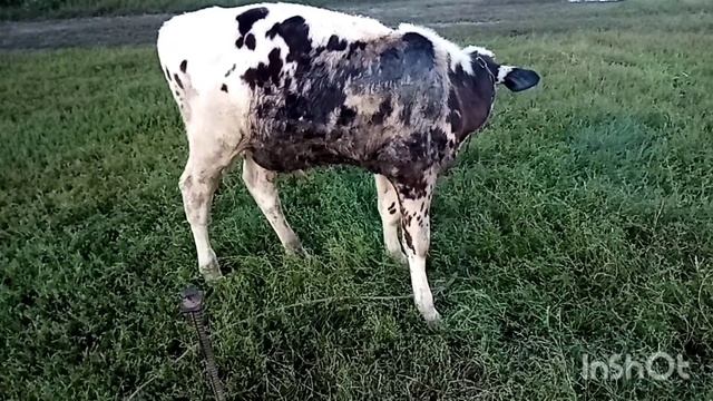 Как живут в русской деревне. Всех с праздником... смотреть онлайн