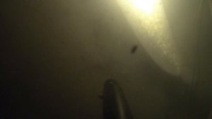 Подводная охота , сом. река Ока.