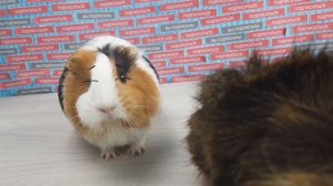 КАК СДЕЛАТЬ ТЫКВУ НА ХЭЛЛОУИН СВОИМИ РУКАМИ РАССКАЖЕТ СВИНКА БУЗЯ