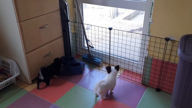 щенки научились гавкать, питомник чихуахуа Кастропуло Крым Симферополь смотреть онлайн