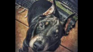 KOKO - MASETO.COM