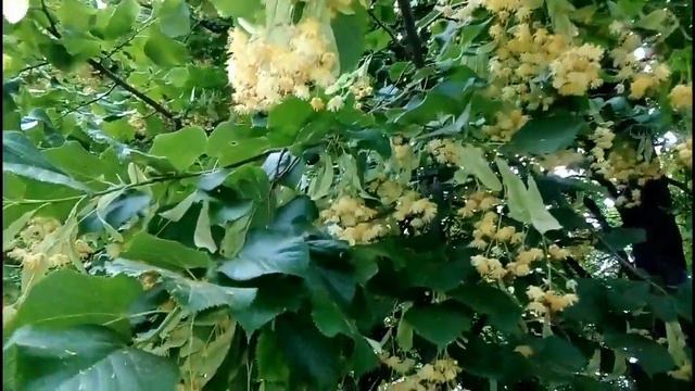 Липа,користь та протипоказання смотреть онлайн