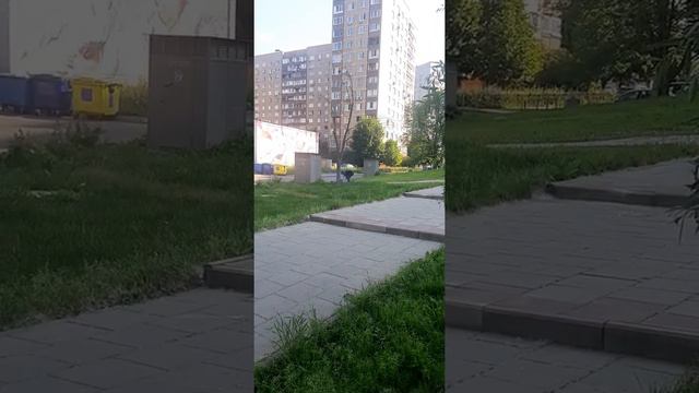 Спилил дерево в городе, средь бела дня.....