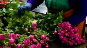Выращивание и сбор роз в тепличном комбинате "Юг-Агро" 种植和采摘玫瑰 Growing and picking roses