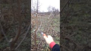 Слива. ОБРЕЗКА СЛИВЫ С УЗКОЙ КРОНОЙ.