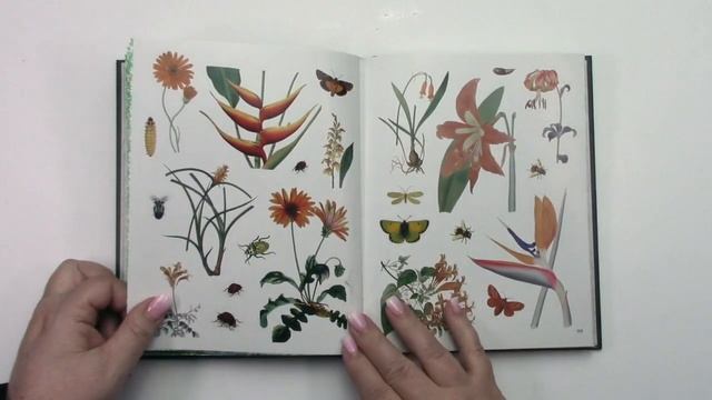 First Look: The Botanist’s Sticker Anthology a Lovely NEW Sticker Book from DK Books | Sugar Hiccup смотреть онлайн