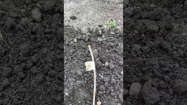 Весенняя посадка плодовых деревьев в Маю