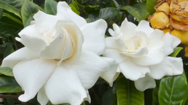 黃梔花n̂g ki á hue）Gardenia jasminoides梔子ㄓ˙ㄗ—梔子ㄓ˙ㄗ（Gardenia jasminoides，黃梔花n̂g-ki-á-hue） смотреть онлайн