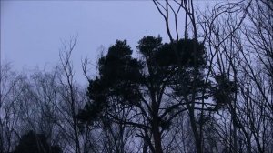 Выбираем фотоловушку для охоты