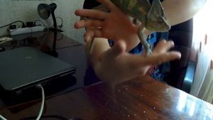 Домашний хамелеон — животное удивительное