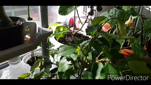 Обзор комнатных растений март 2020. Церопегия цветет. смотреть онлайн