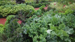 Садоводство Боде, Павловский парк