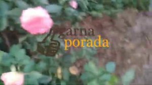 розы в морозные ночи: янки дудль, берлебург, абрахам дерби, schwanensee (лебединое озеро)