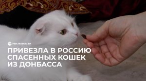 Привезла в Россию спасенных кошек из Донбасса