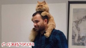 Приколы с котами! СМЕШНЫЕ ЖИВОТНЫЕ! С озвучкой! Смешные коты и собаки! ЗАСМЕЯЛСЯ ПОДПИСАЛСЯ)