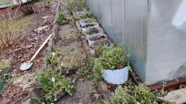 АЛИССУМ как размножить / РОДОДЕНДРОНЫ как укрыть / МЯТА как сохранить зимой/