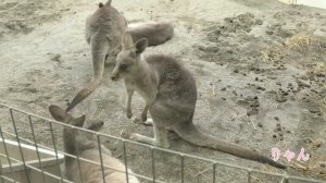 Dec, 2019. Eastern Grey Kangaroo at Maruyama Zoo