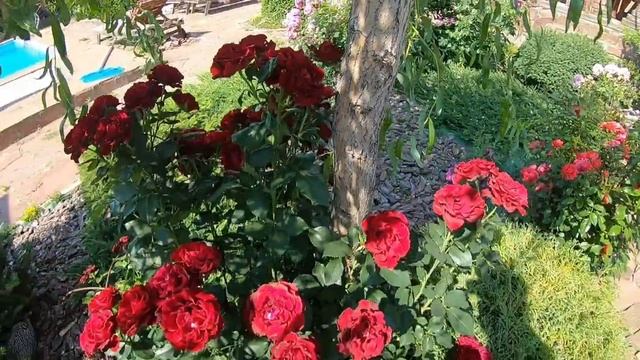 Чайно-гибридные розы. Hommage a Barbara (Омаж а Барбара) смотреть онлайн