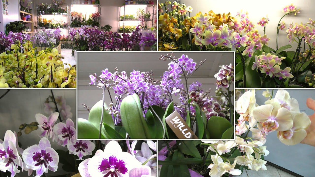 БОЛЬШОЙ обзор ОГРОМНОГО ПОСТУПЛЕНИЯ ОРХИДЕЙ! Уууххх!