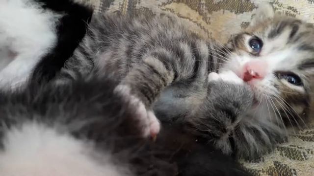 Голубоглазые котята У котят открылись глазки!