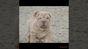 Щенки шарпея ПРОДАЖА