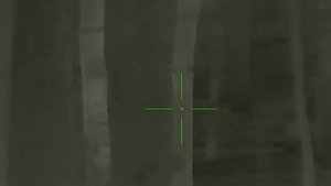 Выход косули / охота на косулю