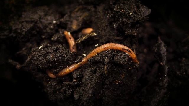 Грызун который не может Грызть | Новый вид грызунов