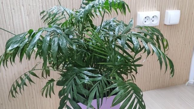 Теневыносливый комнатный цветок, хамедорея, уход