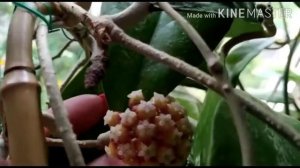 Цветение хойи пубикалис розовый дракон🌸