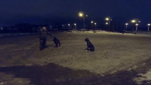 Как научить собаку команде "Жди"  (или "Место") при помощи поводка.