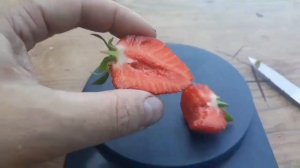 МУРАНО НА ДАННЫЙ МОМЕНТ ОДИН ИЗ ЛУЧШИХ СОРТОВ КЛУБНИКИ.