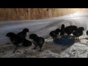 Лупятся цыплята раньше времени и неоплод у Маранов