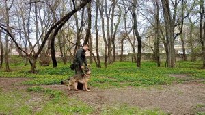 немецкая овчарка дрессировка немецкой овчарки как дрессировать немецкую овчарку Занятие с овчаркой