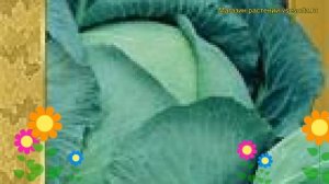 Капуста белокочанная Ринда f1. Краткий обзор, описание характеристик, где купить семена Rinda f1