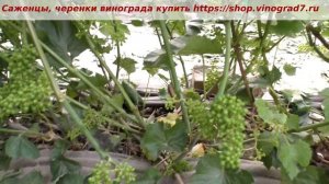 Виноград Леон Мийо- технический сорт, для вина. Об урожайности и оплодотворении - сколько кг с куста
