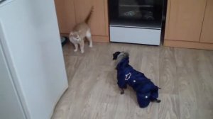 Dog chasing cats in the vest/Собака гоняет кошек в жилете