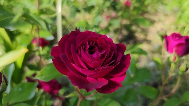 Роза-новинка Purple Emperor,John Scarman, Германия 2014. Обзор первогодки. смотреть онлайн