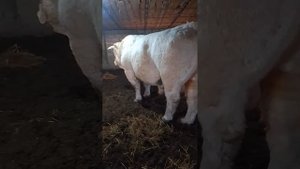 КФХ ПОБЕДА #Дагестанский бычок 4.11