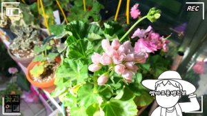 (제라늄#18)_🌷튤립제라늄(펠라고늄)_엠마프론벵츠보 (엠마) , 🌱 Pelargonium, Geranium (찬조출연 레드판도라, 레판)