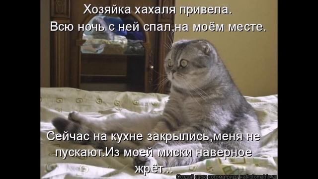 Смешные картинки про кошек и котят Выпуск № 9 FUNNY CATS СМЕШНЫЕ КОШКИ смотреть онлайн