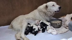 Кормление Алабая || Питание собаки || Собака родила , приносим еду в постель || Dogs