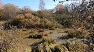 Охота на утку в октябре, дратхаар Азарт, девушка охотник