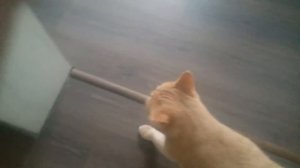 Добрый кот - Пушок