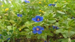 Murajes Propiedades y Usos Medicinales ( Anagallis arvensis L. )